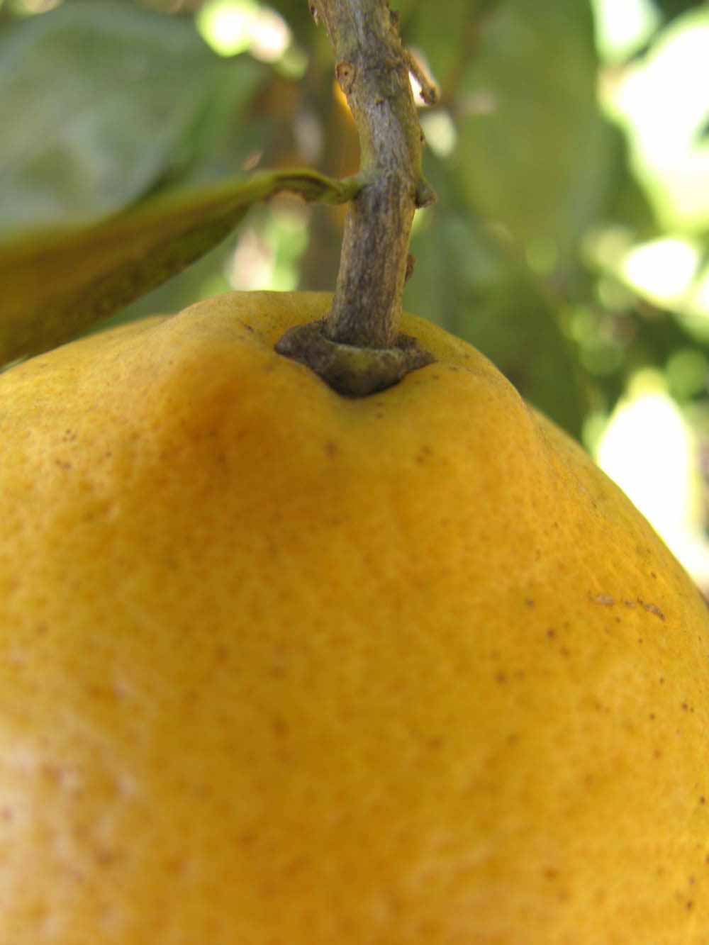              Fruit (Winter Haven, FL)       